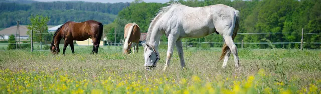 Der Bio-Pferdehof Fabian in Ludwigshof ist ein Paradies für Reitbegeisterte. Der Hof bietet fast unbegrenzte Reitmöglichkeiten.  | Foto: Fabian