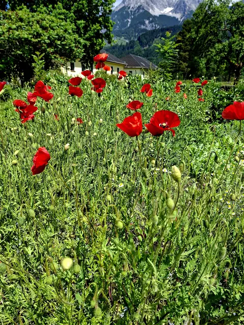 Leuchtende Mohnblumen