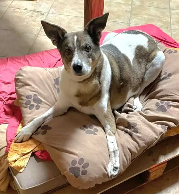 Snoopy: ist ein 10-jähriger, liebevoller Hund mit einem kleinen Handicap an der linken Pfote, das ihn jedoch in seinem Alltag nicht einschränkt. Er wurde tierärztlich untersucht und ist gesund. Snoopy sucht ein Zuhause, in dem er viel Zuneigung und Kuschelzeit mit seinen Menschen bekommt. Anfangs braucht er etwas Zeit, um Vertrauen aufzubauen, doch wenn er sich eingewöhnt hat, zeigt er seine ganze Liebe und Nähe.

Kontakt: 0664/1276603 | Foto: Pfotenhilfe Tulln
