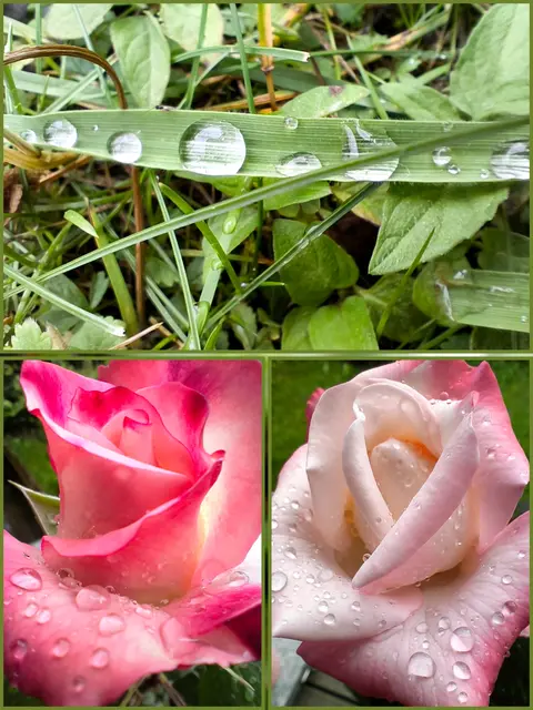 Sowie bei uns im Garten gestern 😊 | Foto: Martina Laserer