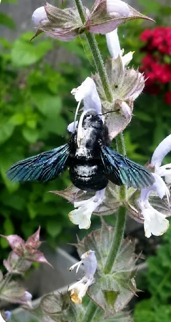 Holzbiene im Garten