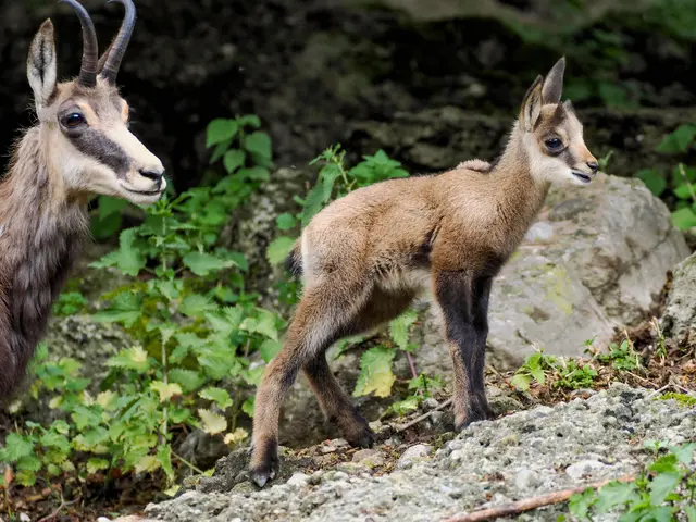 Nach zwölf Jahren freut sich der Zoo über Nachwuchs bei den Tieren. | Foto: Zoo Salzburg/Angelika Köppl