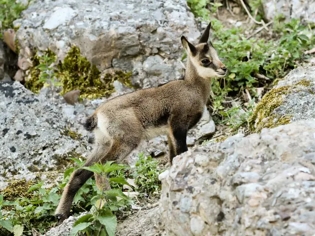 Alpengämse haben einen guten Sinn für Gelände. | Foto: Robert Duben