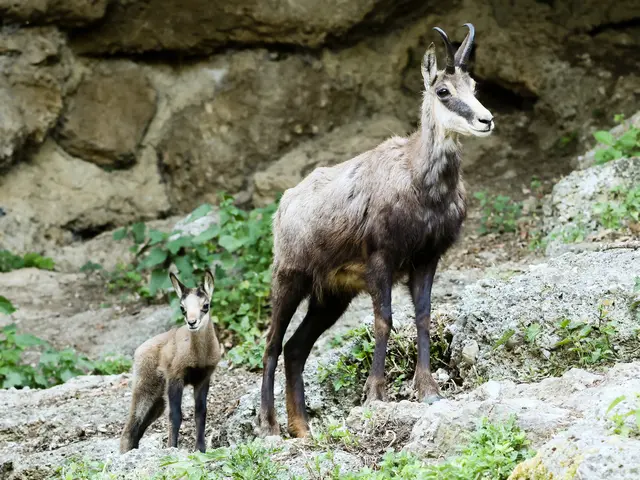 Das Jungtier entwickelt sich laut Angaben des Zoos prächtig. | Foto: Robert Duben