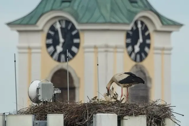 Vier hungrige Schnäbelchen am Feyregger Handymast