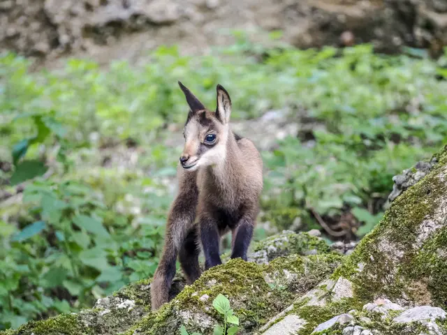 Foto: Zoo Salzburg/Angelika Köppl