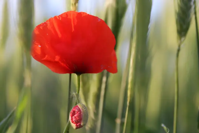 ...die Zartheit der Mohnblume verzaubert.