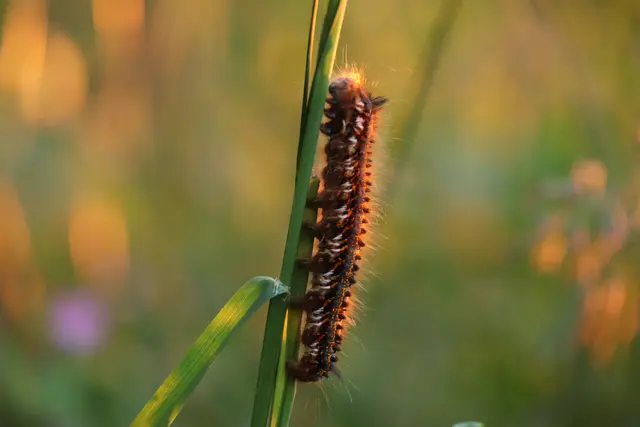 ....die Grasglücke kennt ihr ja schon.