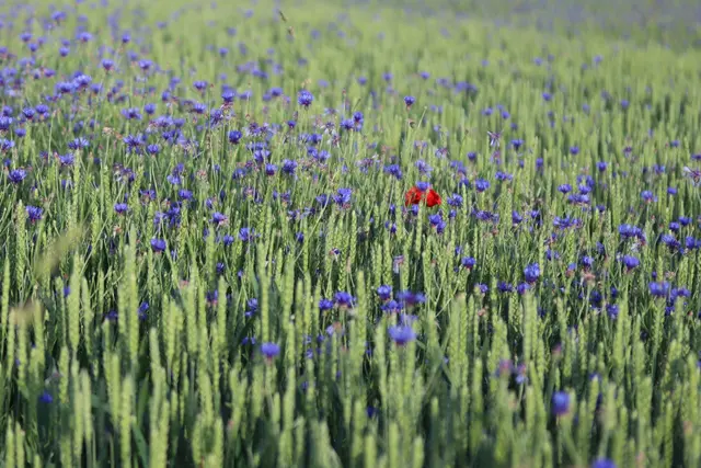 ...ein "Farbtupfer" im Kornfeld.