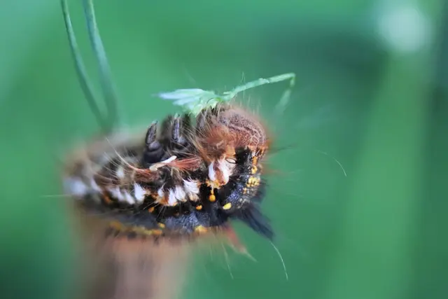 .....genüsslich frisst sie die Grasblüte.