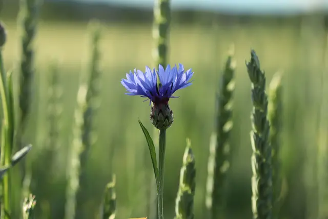 Kornblume im Weizenfeld