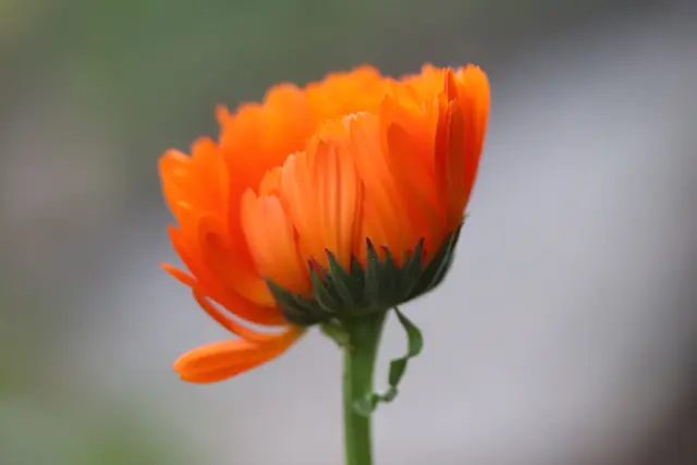 Ringelblume