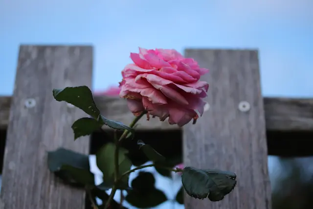 ...eine Rose darf nicht fehlen.