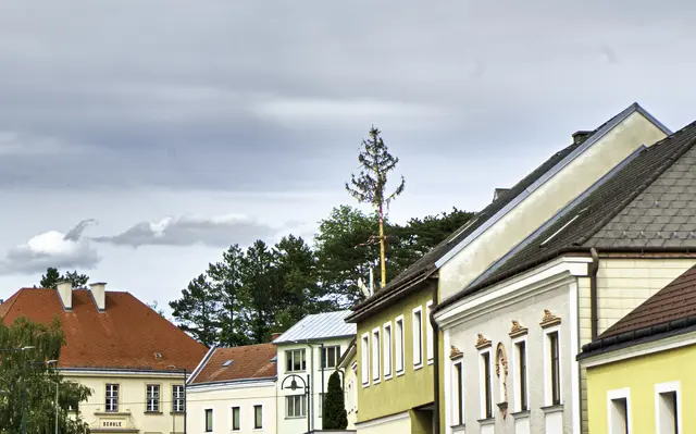 Ein Baum trotzt Dieben, der traditionelle Umschnitt glückte 
