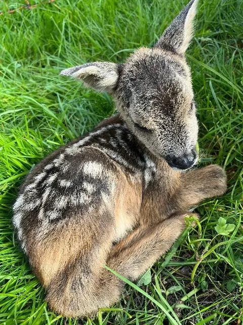 Die Kitze vertrauen auf den Schutz des hohen Grases und geraten so beim Mähen in Gefahr.  | Foto: Rehkitzrettung Sonnenburg