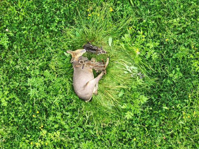 Die Drohnen zeigen die Tiere aus der Vogelperspektive.  | Foto: Rehkitzrettung Sonnenburg