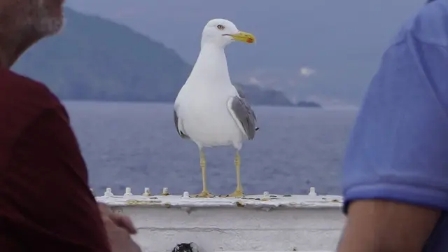 01.06.2026 Möwe zwischen Menschen