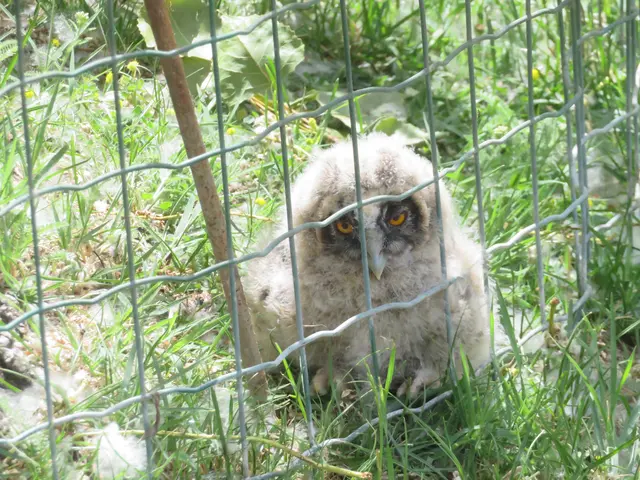 06.06.2026 Diese kleine Waldohreule ist aus dem Nest gefallen und wird hier vor den Menschen geschützt, in der Nacht wird sie von ihrer Mutter gefüttert (wird berichtet..)