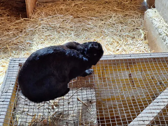 Diesen kleinen, schwarzen Hasen kann man trotz sehbehinderung gut erkennen. | Foto: Elisabeth Posch