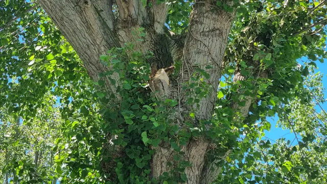 06.06.2026 Turmfalken nisten in diesem Baum