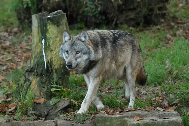 Der Wolf ist weiterhin Thema im Bezirk. Bauernbund-Obfrau Kathrin Unterweger sieht im Abschuss den einzig wirksamen Schutz der bäuerlichen Familien. | Foto: Symbolbild: hecke/panthermedia.net