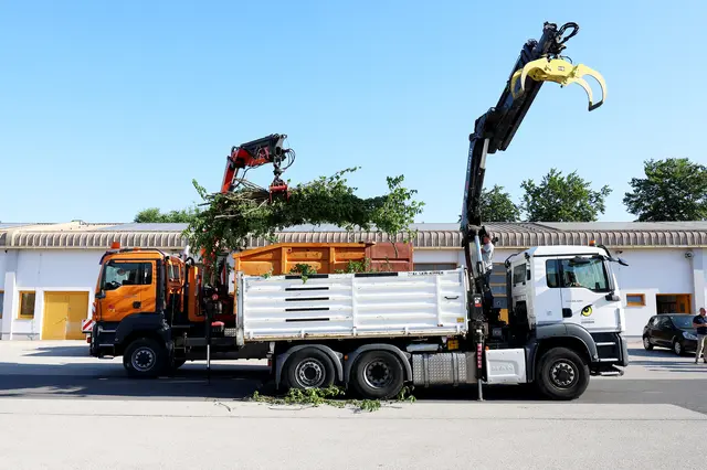 Burgenlands Maulbeer-Allee wird zur Futterquelle für Schönbr