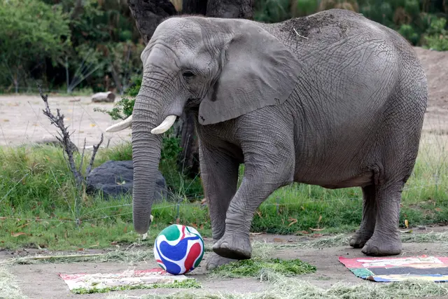 Diese tierischen WM-Orakel tippen die Spiele der Fußball-WM 