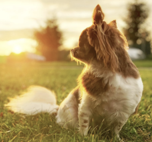 Sommerabende für Mensch & Hund