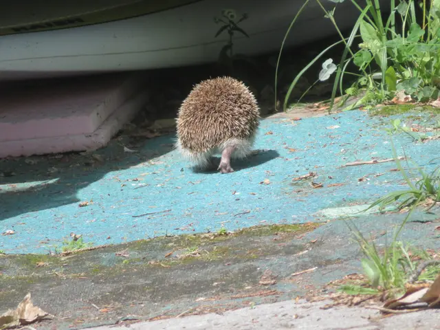04.06.2026 jetzt verschwindet der Igel..