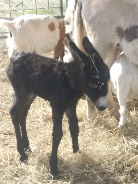 Nur wenige Stunden alt und steht schon auf eigenen Beinen: das Eselbaby im Circus Althoff.  | Foto: Circus Althoff 