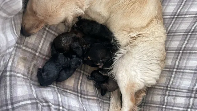 Anfang Mai wurde die hochträchtige Golden-Retriever-Hündin Belly allein auf der Straße aufgefunden. Mittlerweile hat sie ihre Babys – elf an der Zahl – auf die Welt gebracht. | Foto: Tierquartier Wien