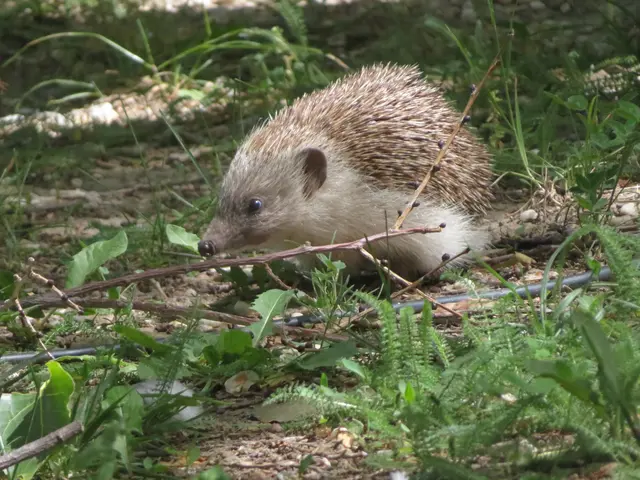 04.06.2026 Igel in Podersdorf