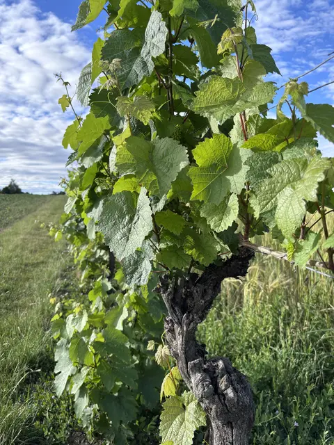 Ein gesunder Rebstock. | Foto: Rosenberger Victoria