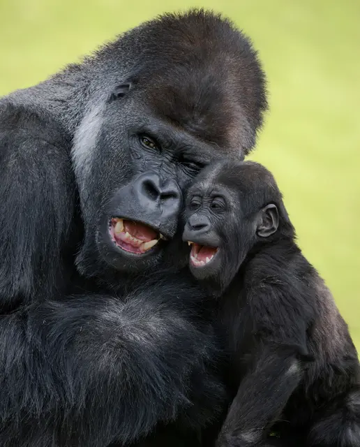 Gorilla Awembe und Sohn Jabari sind unzertrennlich