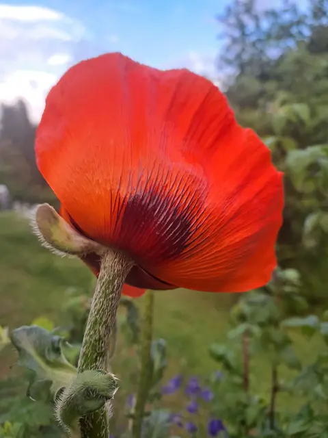 Heute sehe ich rot.....