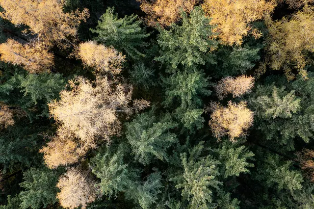 Tiroler Wald als Schutz und Wirtschaftsfaktor