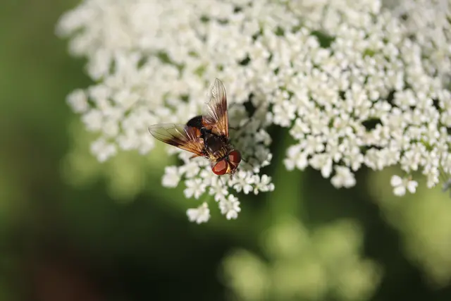 ...eine winzige Raupenfliege?