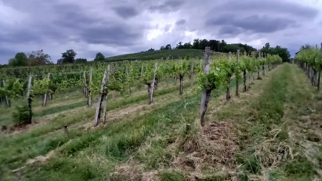 Bei Schönwetter hätte die Lesung inmitten der Weinreben stattgefunden, aber.... | Foto: Josef Hofmüller