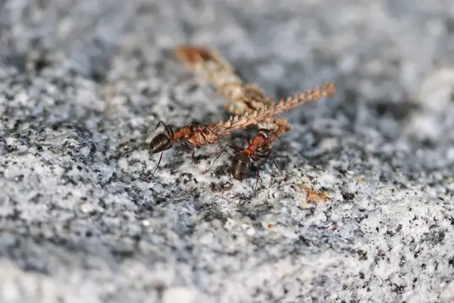Meine kleine INSEKTENWELT....