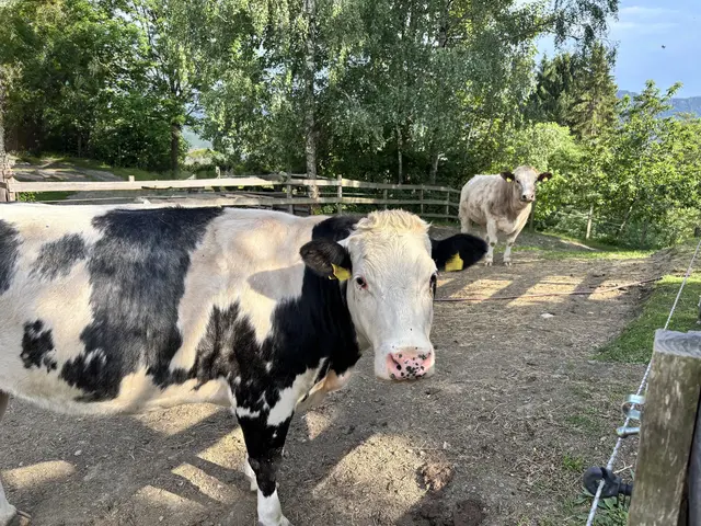 Massive Ernteausfälle im Bezirk Spittal