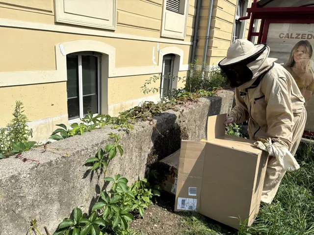 Bienenschwarm bei der Hasnerschule entdeckt