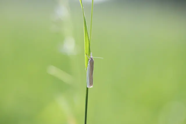 ..winzige Motte-Spanner?....jedenfalls schnell im Gras unterwegs und dann auch gleich wieder "verschwunden".
