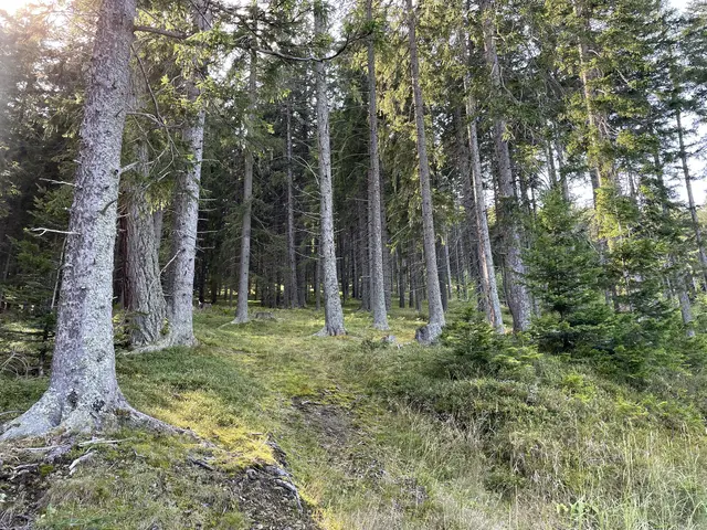 So wichtig ist die Holzwirtschaft für die Steiermark