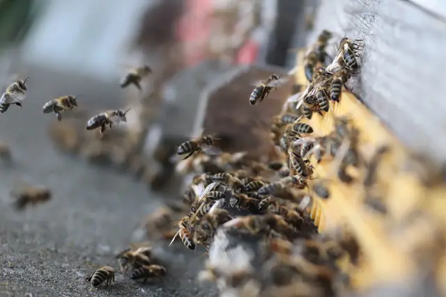 ...Bienchen am Heimflug..