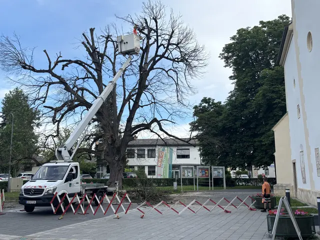 Nach 270 Jahren muss kaputte Stadtlinde weichen, ein letztes