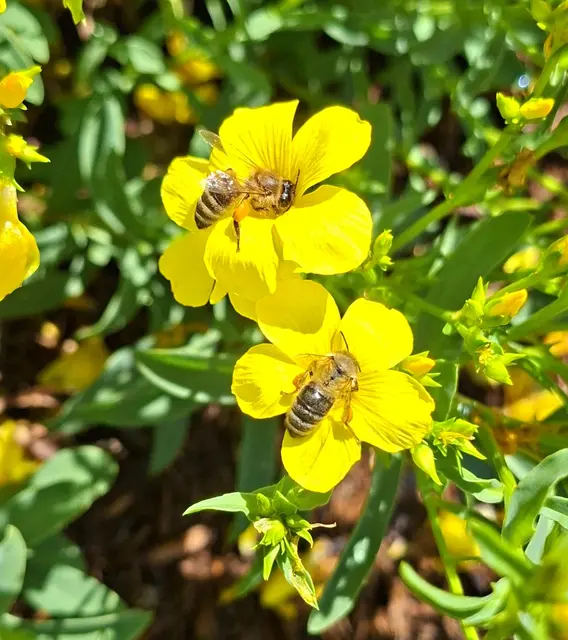 Natur pur in Althofen