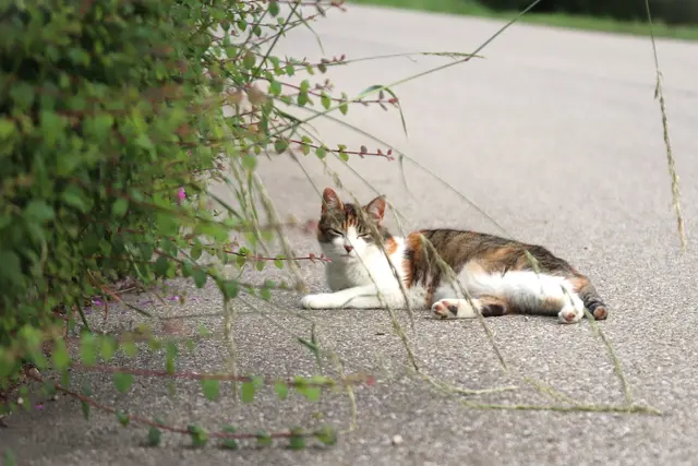 ...stör mich nicht, bin MÜDE.🐈‍⬛
Ich doch auch, liebes Katzerl. 
