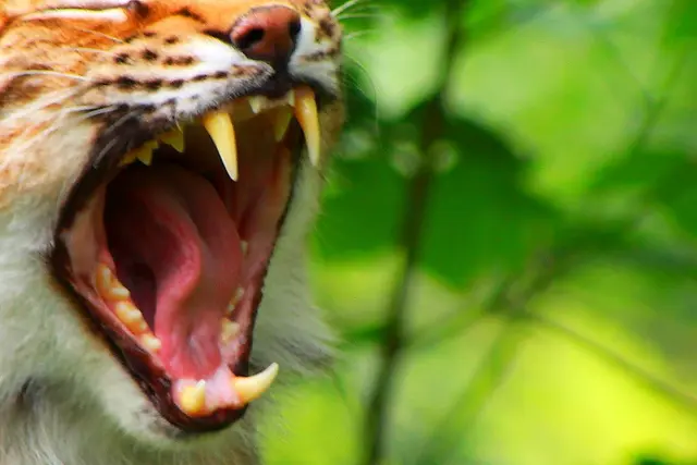 WWF warnt vor Aussterben, nur noch 30 Luchse leben