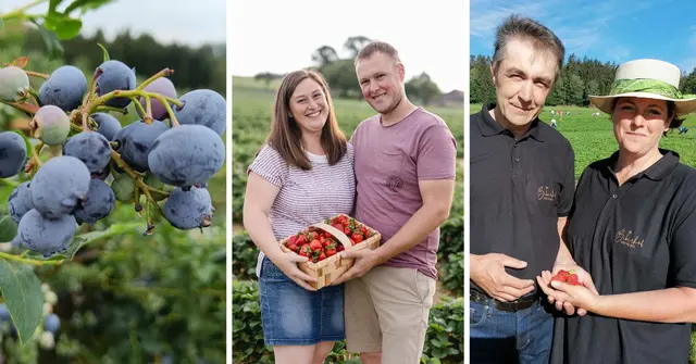 Heidel- und Erdbeeren zum Selberpflücken im Bezirk Freistadt