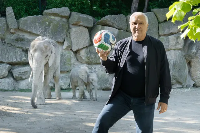Elefant in Schönbrunn beeindruckt Hans Krankl mit Ballgefühl